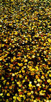 leaf drop