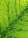 Students for Sustainability and Social Change