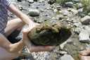 Global "Rock Snot"