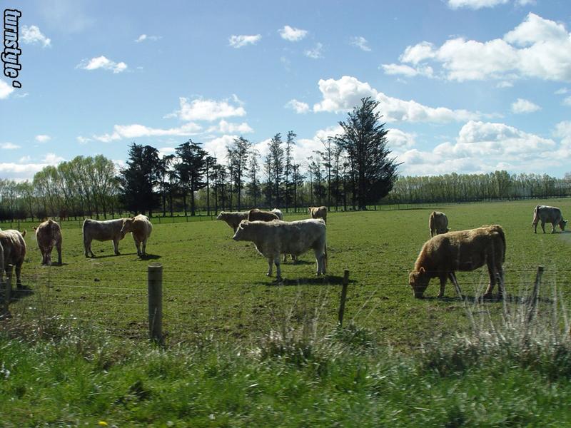 Hows the cow