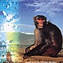 Drunken Monkey