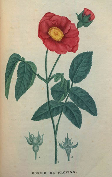 Smell the Roses