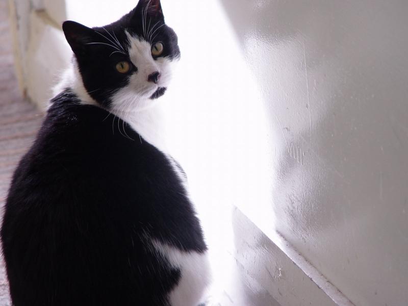 Kitty in the sun
