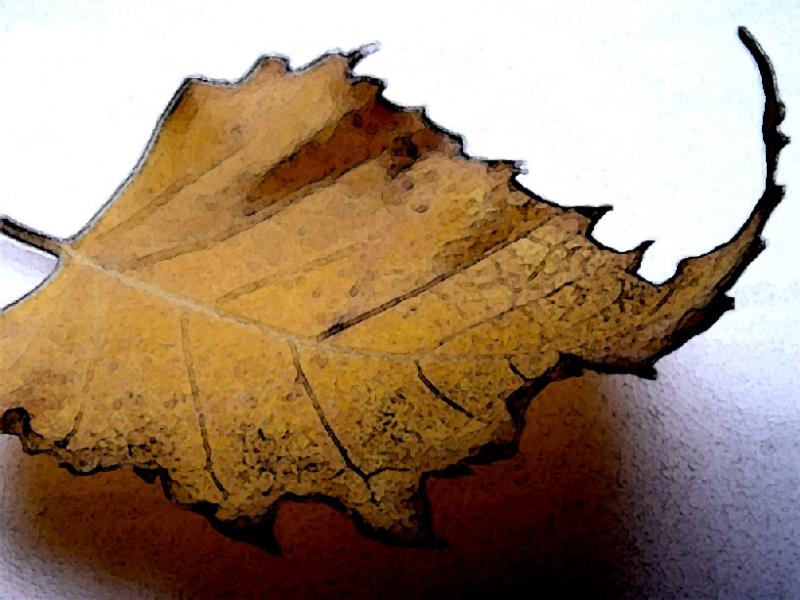 leaf your cares behind