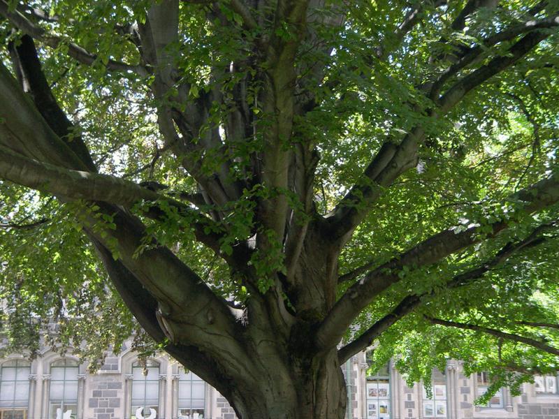 trees are great